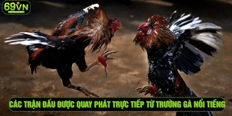 Các trận đấu được quay phát trực tiếp từ trường gà nổi tiếng
