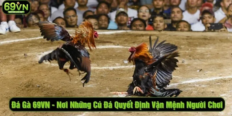 Đá Gà 69VN