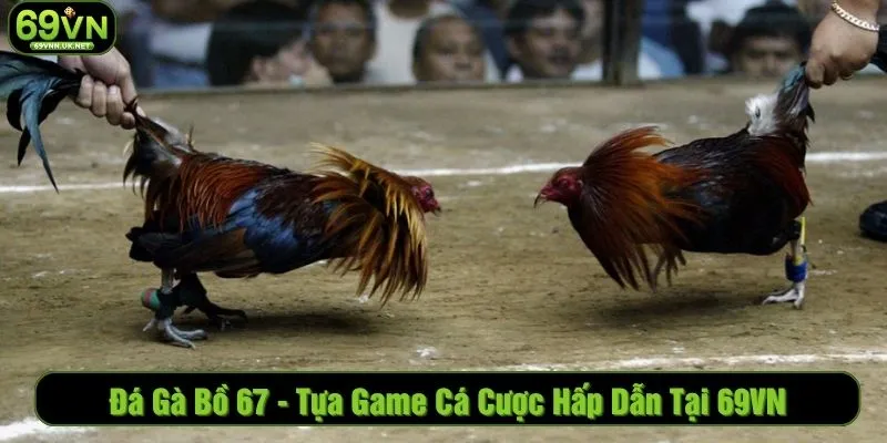 Đá Gà Bồ 67