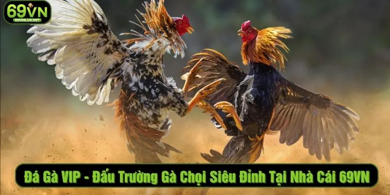 Đá Gà VIP