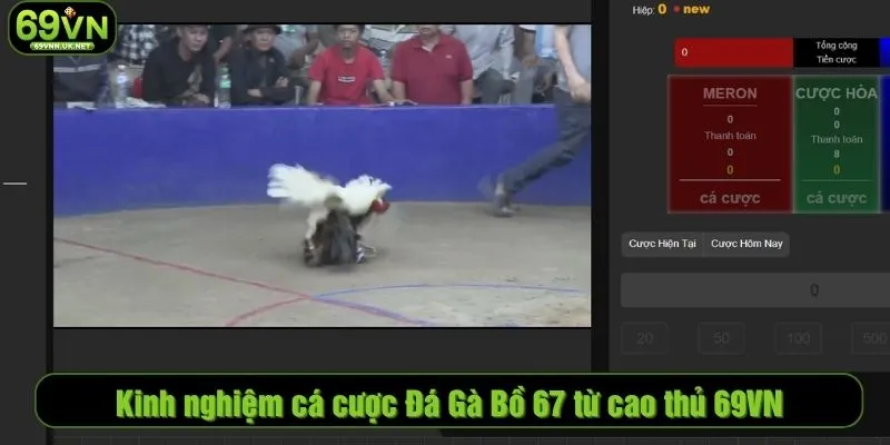 Kinh nghiệm cá cược Đá Gà Bồ 67 từ cao thủ 69VN