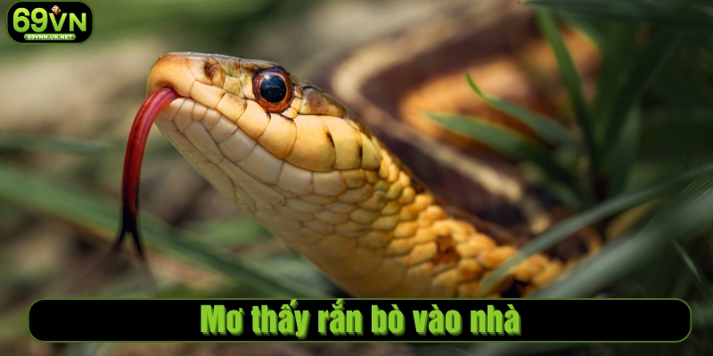 Mơ thấy rắn bò vào nhà