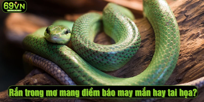 Rắn trong mơ mang điềm báo may mắn hay tai họa