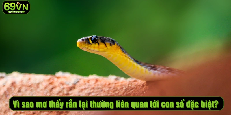 Vì sao mơ thấy rắn lại thường liên quan tới con số đặc biệt